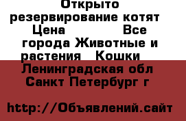 Открыто резервирование котят › Цена ­ 15 000 - Все города Животные и растения » Кошки   . Ленинградская обл.,Санкт-Петербург г.